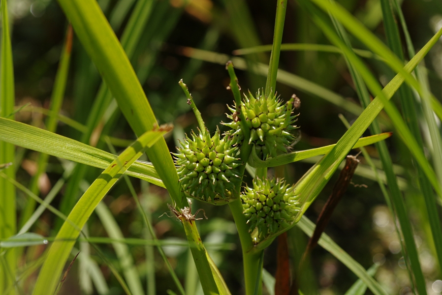 Image of Sparganium microcarpum specimen.