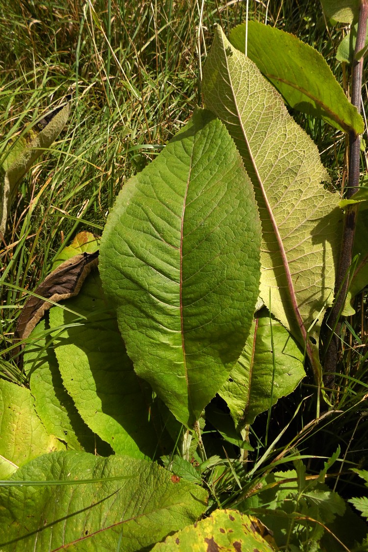 Image of Inula helenium specimen.