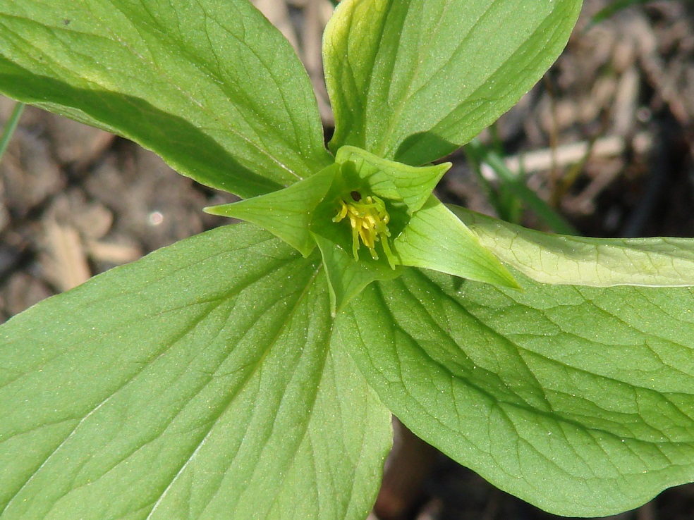 Image of Paris verticillata specimen.