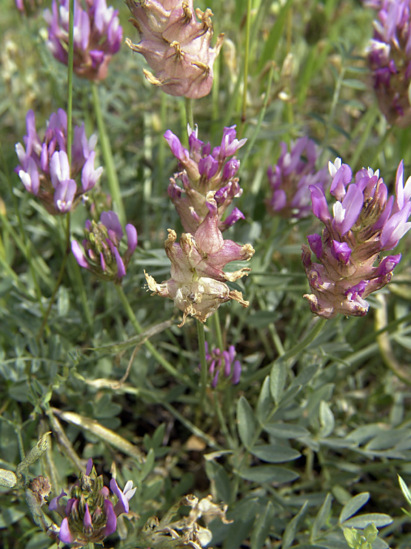 Image of Astragalus pseudonobilis specimen.