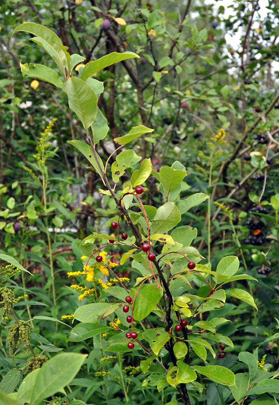 Image of Padus virginiana specimen.