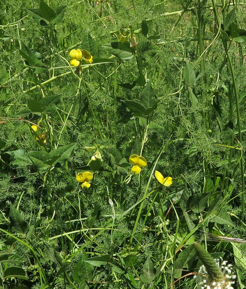 Image of Vigna luteola specimen.