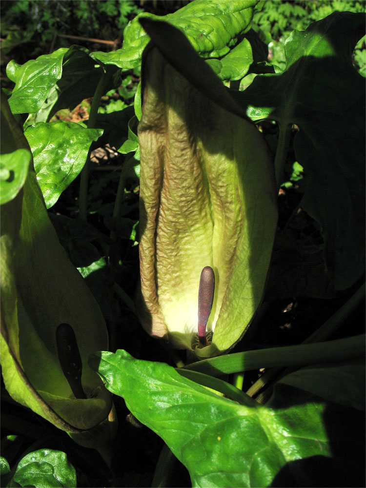 Image of Arum maculatum specimen.