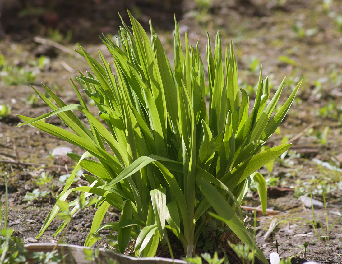 Изображение особи Hemerocallis middendorffii.