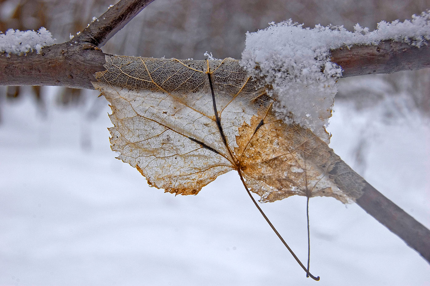 Image of Tilia cordata specimen.