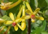 Ribes aureum