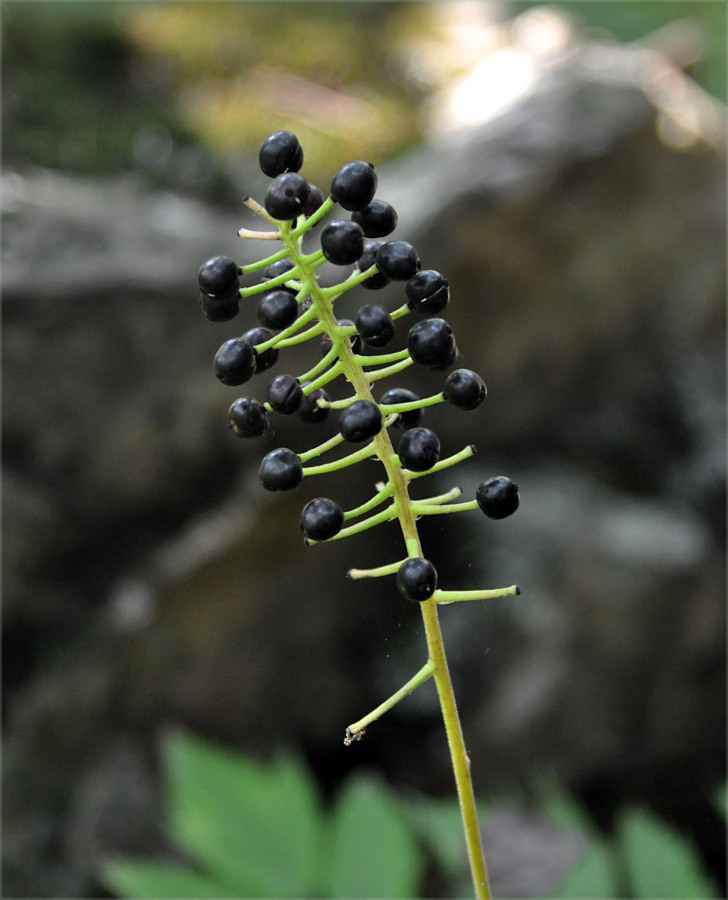 Image of Actaea asiatica specimen.