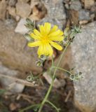 Youngia tenuifolia