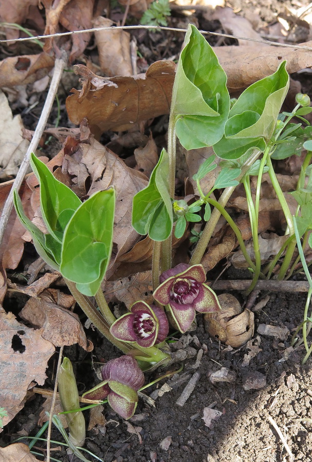 Изображение особи Asarum sieboldii.