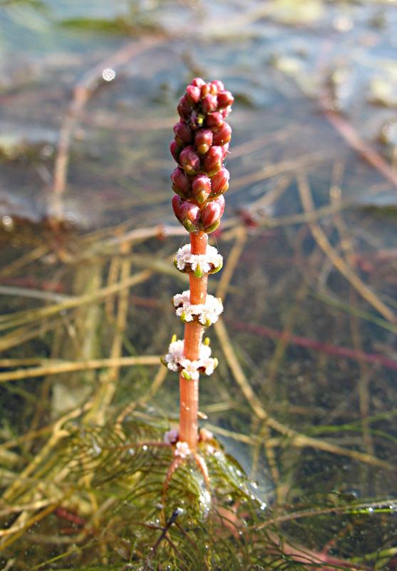 Image of Myriophyllum spicatum specimen.