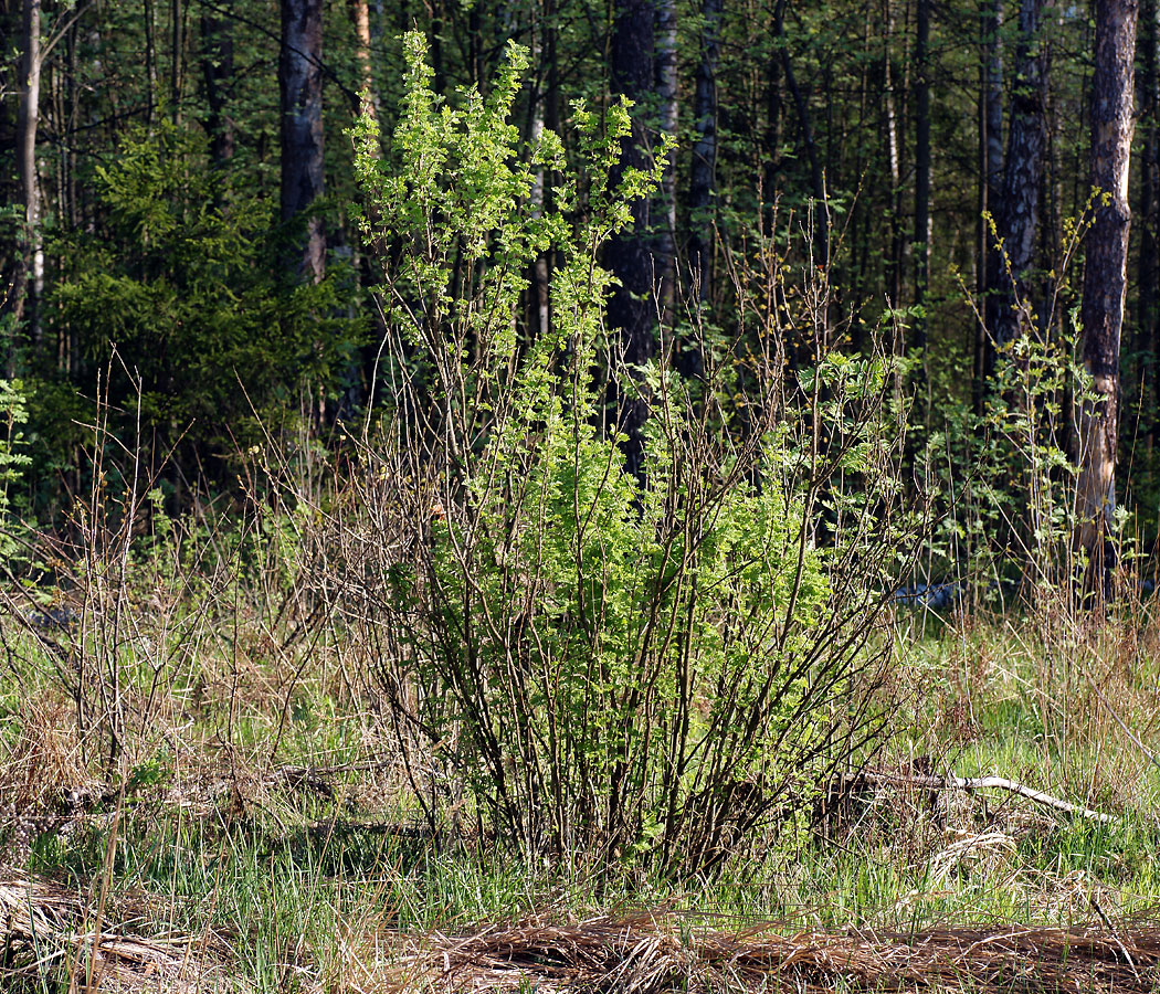 Image of Caragana arborescens specimen.