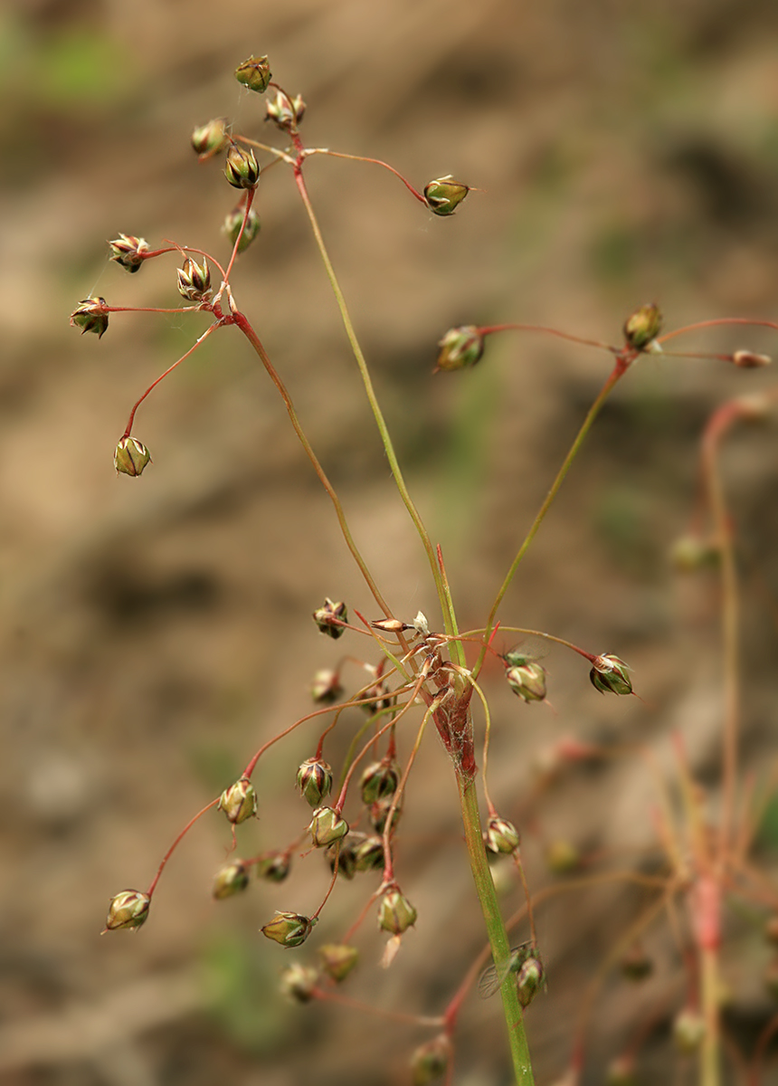 Image of Luzula pilosa specimen.