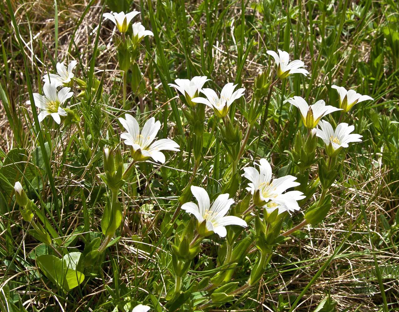 Image of Cerastium nemorale specimen.