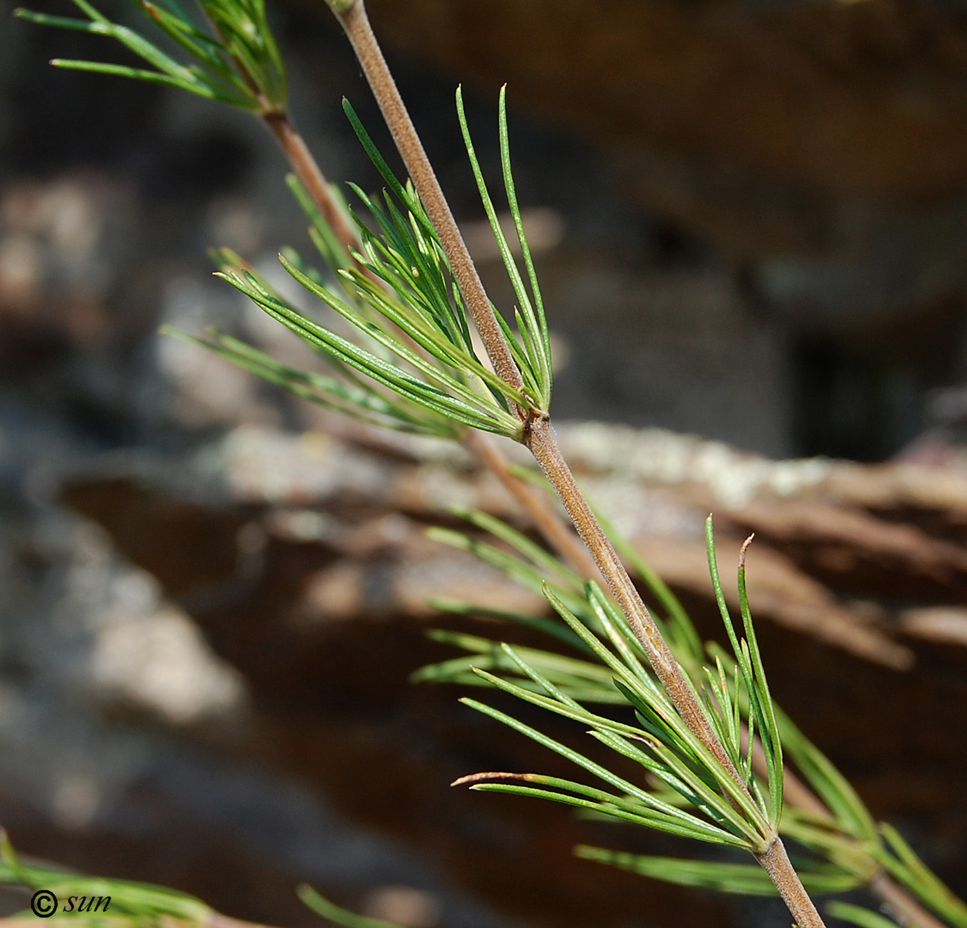 Изображение особи Galium verum.