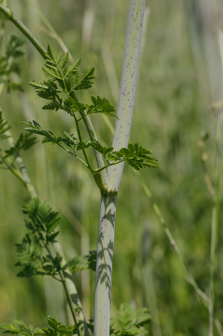 Image of Conium maculatum specimen.