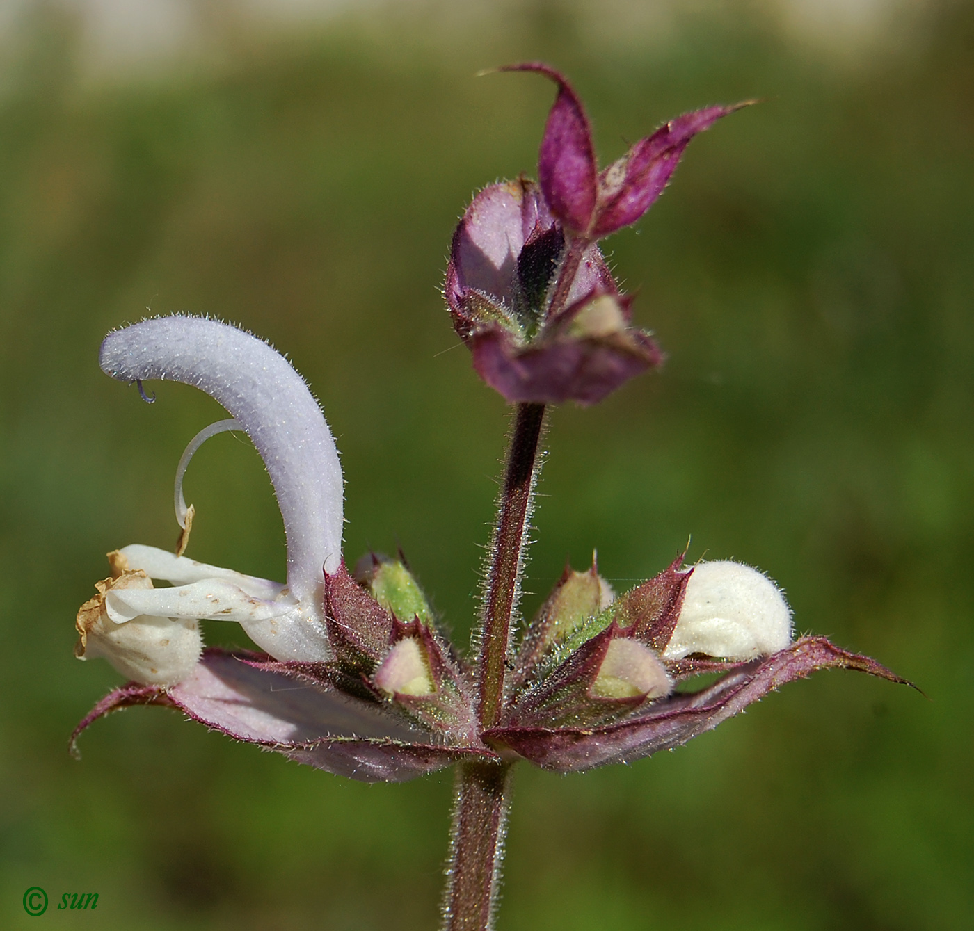 Изображение особи Salvia sclarea.