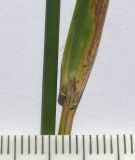 Poa palustris