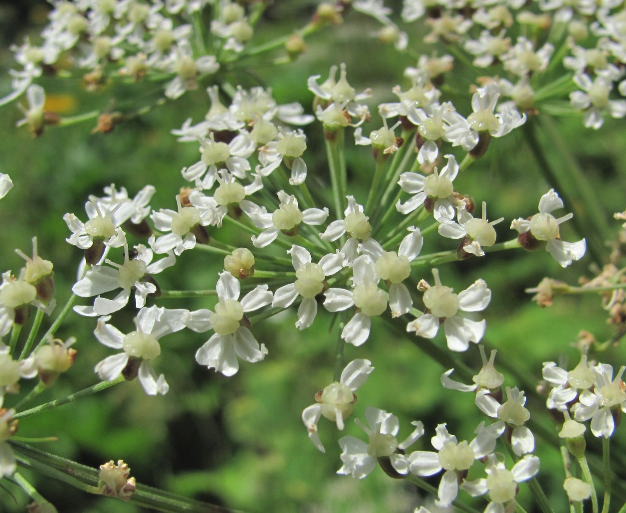 Image of Heracleum ponticum specimen.