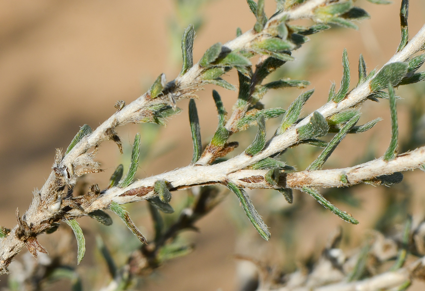 Image of Echiochilon fruticosum specimen.