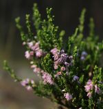 Calluna vulgaris. Верхушки побегов с соцветиями. Пермский край, Гайнский р-н, окр. пос. Усть-Черная, опушка зеленомошно-брусничного сосняка. 23.07.2016.