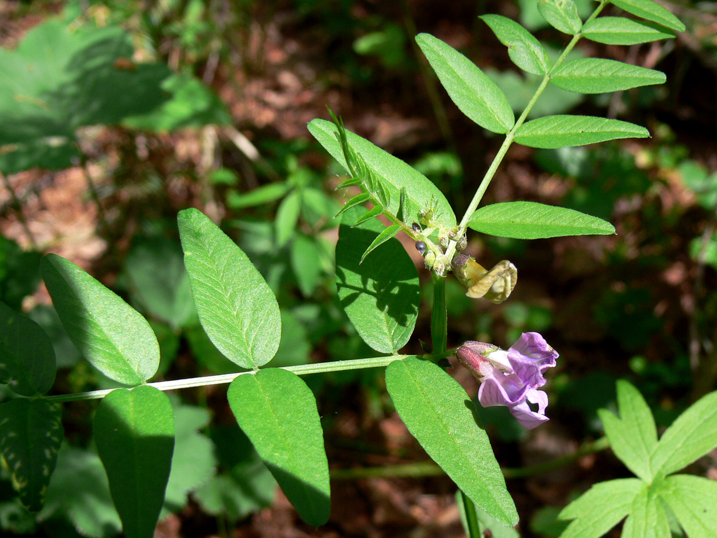 Image of Vicia sepium specimen.