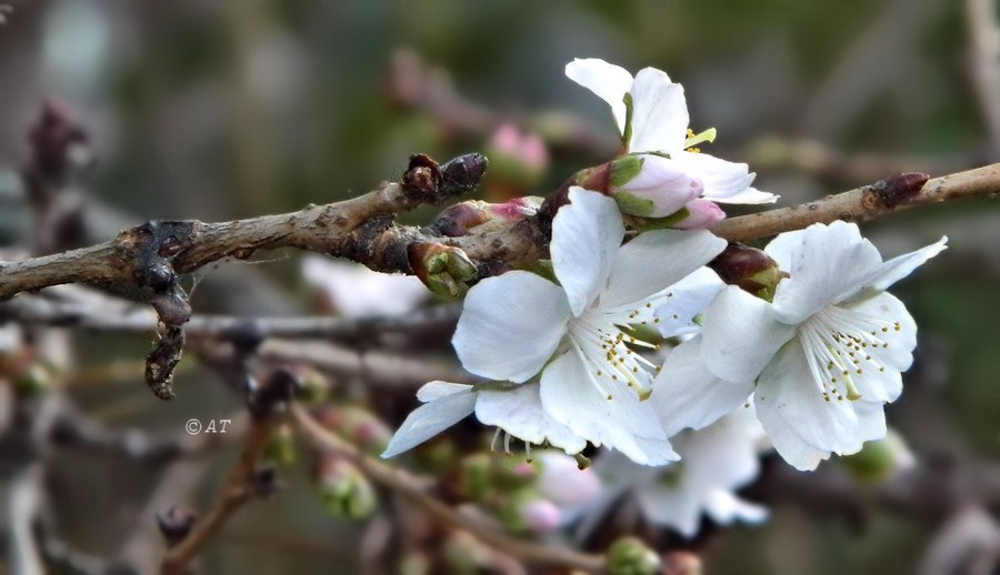 Изображение особи Cerasus subhirtella f. autumnalis.