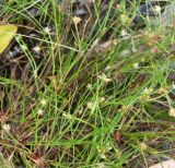 Juncus bulbosus