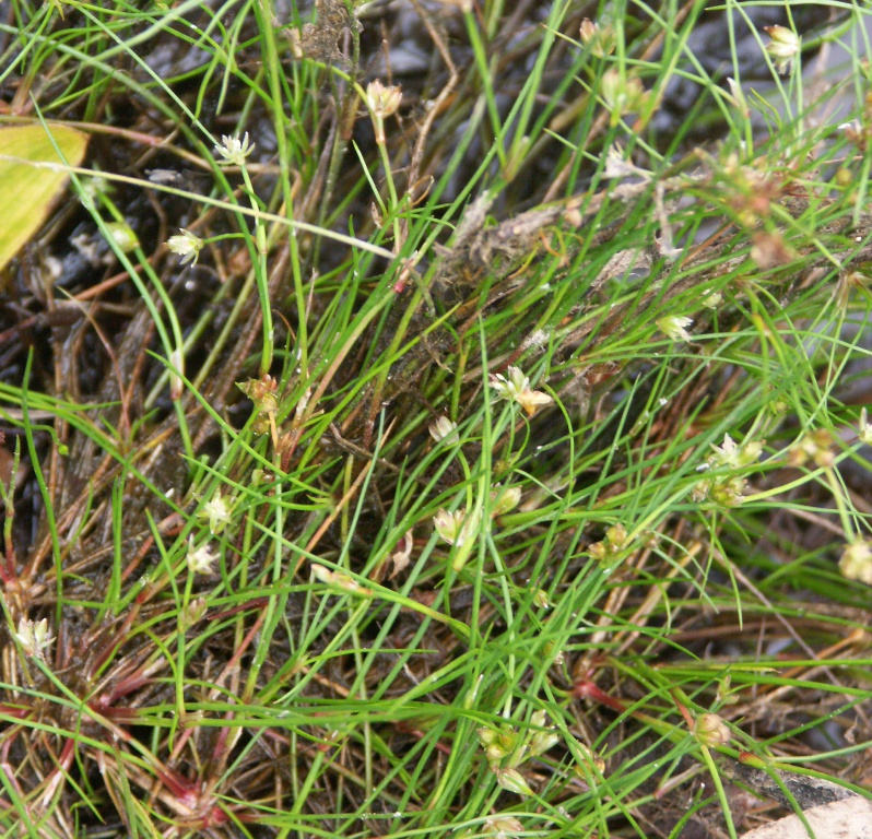 Image of Juncus bulbosus specimen.