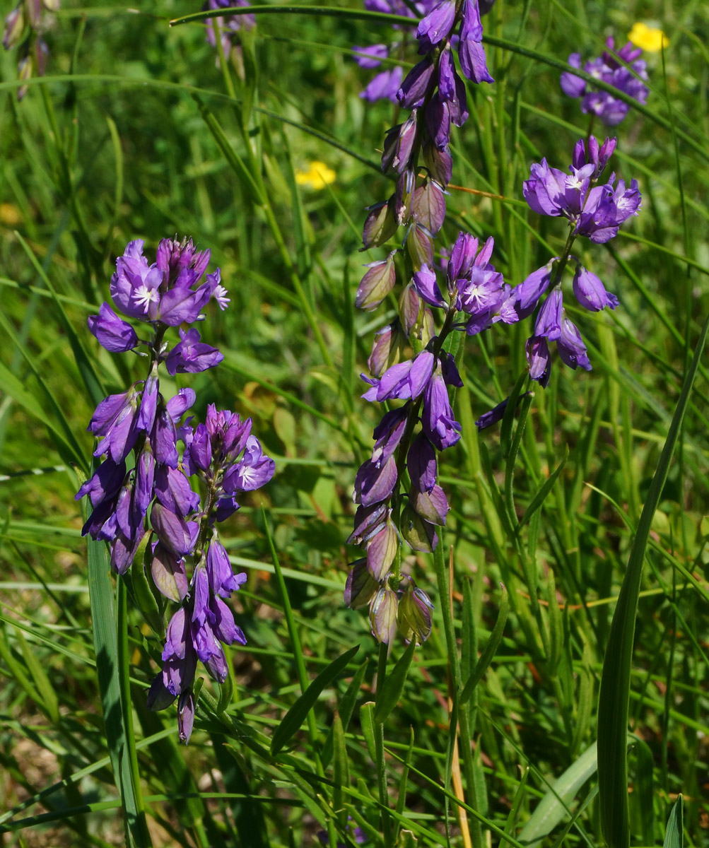 Image of Polygala comosa specimen.