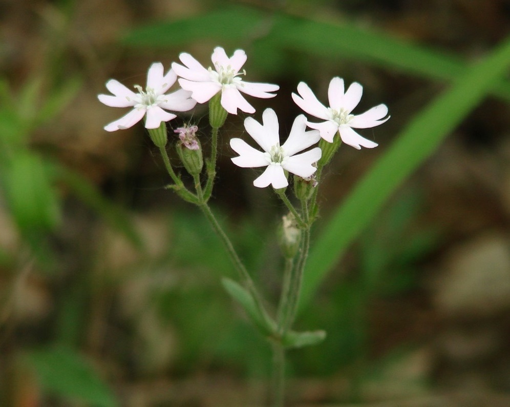 Изображение особи Lychnis sibirica.