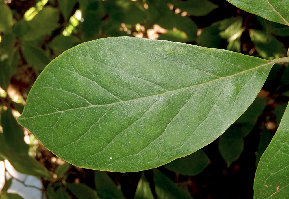 Image of Magnolia &times; soulangeana specimen.