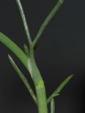 Deverra triradiata