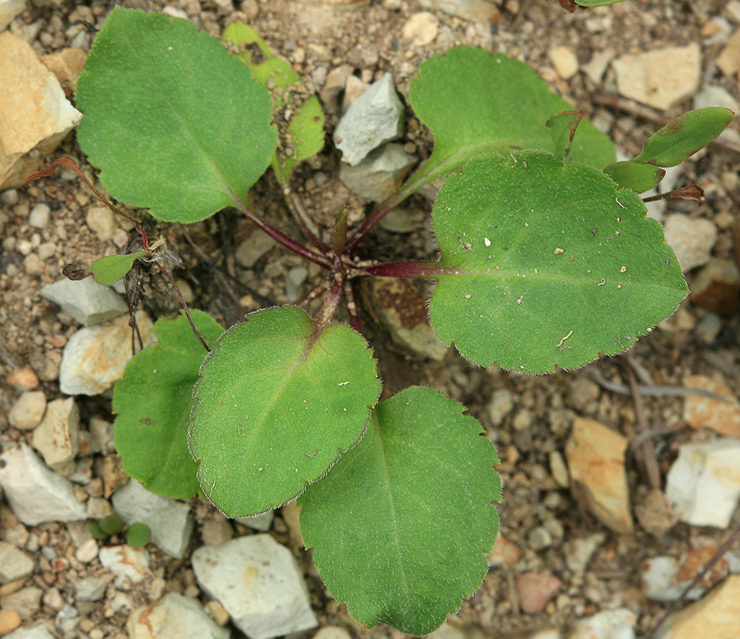 Image of familia Asteraceae specimen.