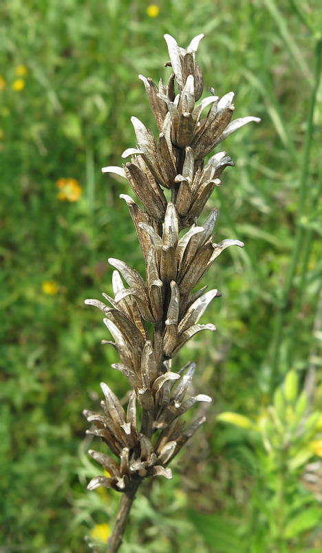 Image of Oenothera villosa specimen.