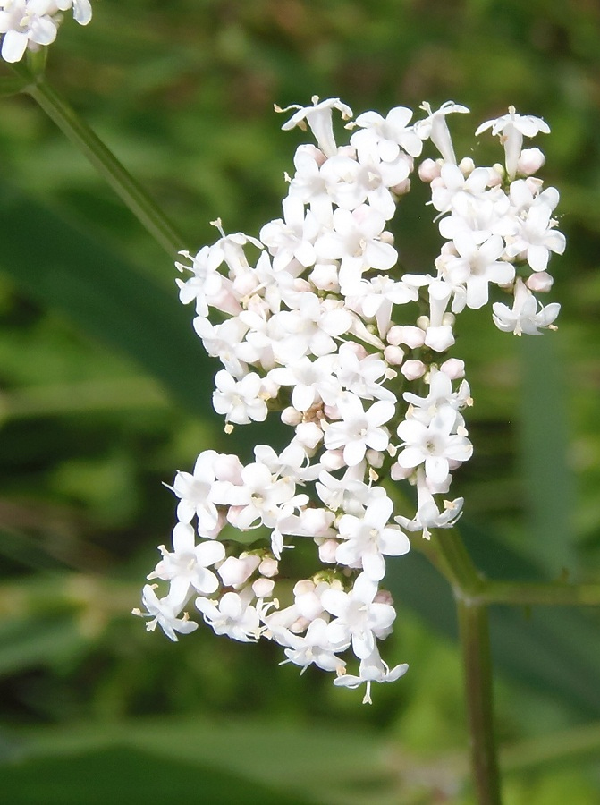 Image of genus Valeriana specimen.