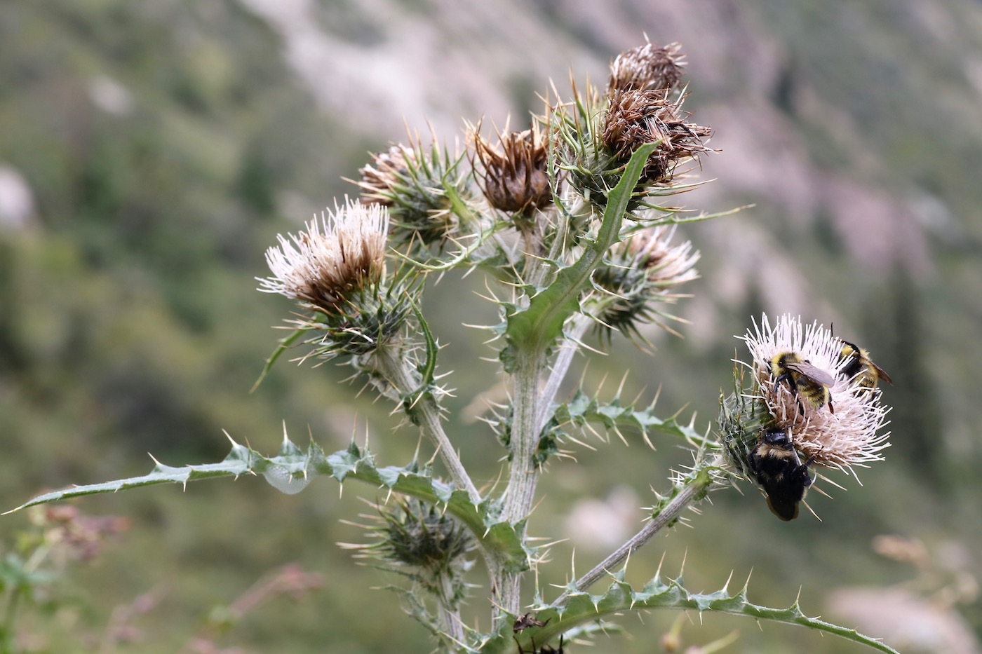 Изображение особи Cirsium sairamense.