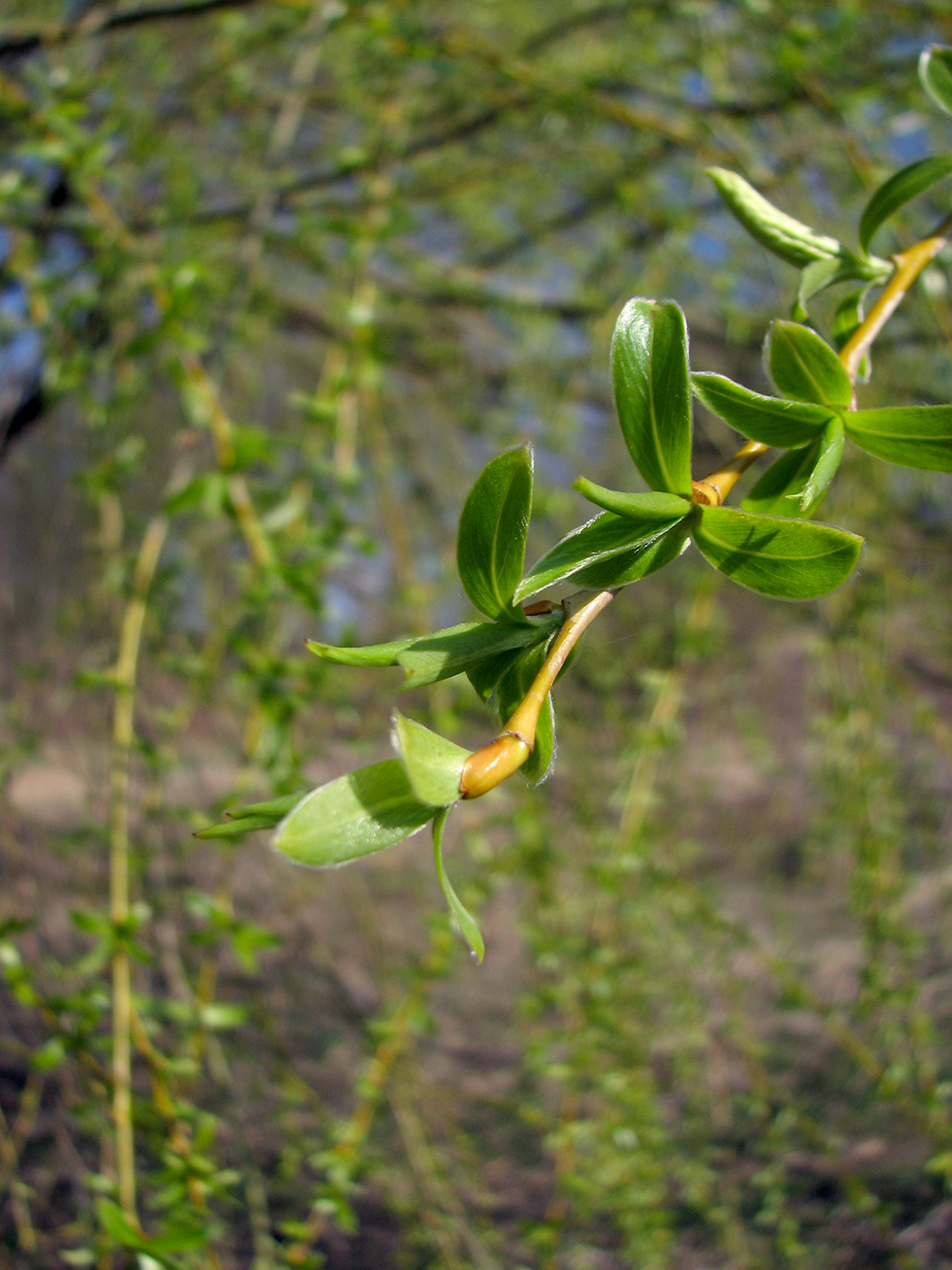 Image of genus Salix specimen.