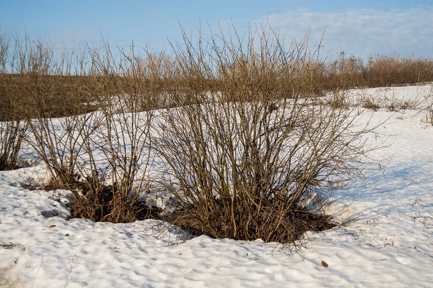 Изображение особи Caragana arborescens.