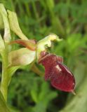 Ophrys mammosa subspecies caucasica. Цветок. Краснодарский край, м/о город-курорт Геленджик, окр. пос. Светлый, щель Церковная, обочина дороги на дамбе водохранилища. 6 мая 2017 г.