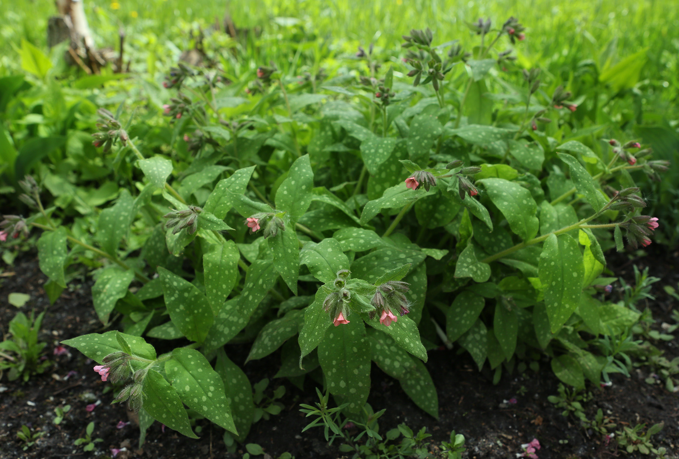 Изображение особи Pulmonaria saccharata.