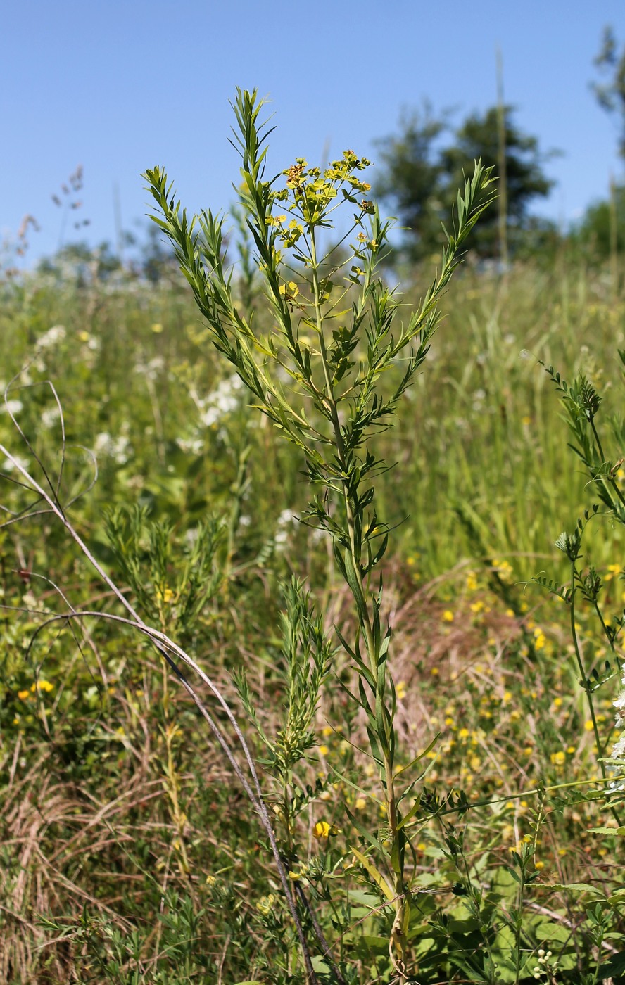 Image of Euphorbia virgata specimen.