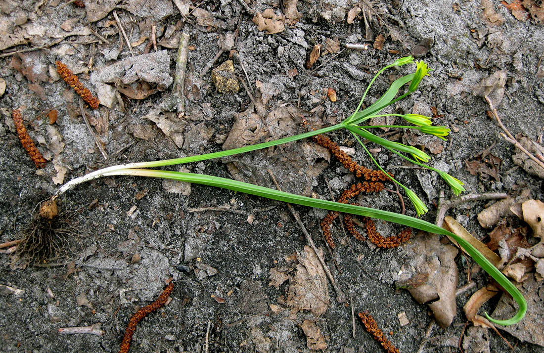 Image of genus Gagea specimen.