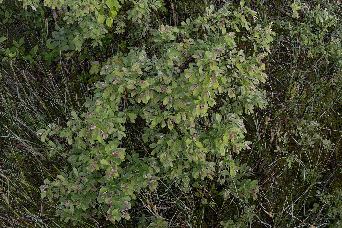 Image of Salix aurita specimen.