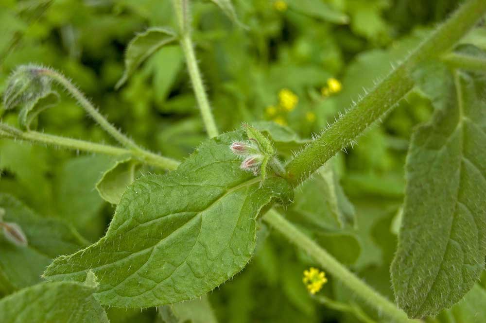 Image of Borago officinalis specimen.