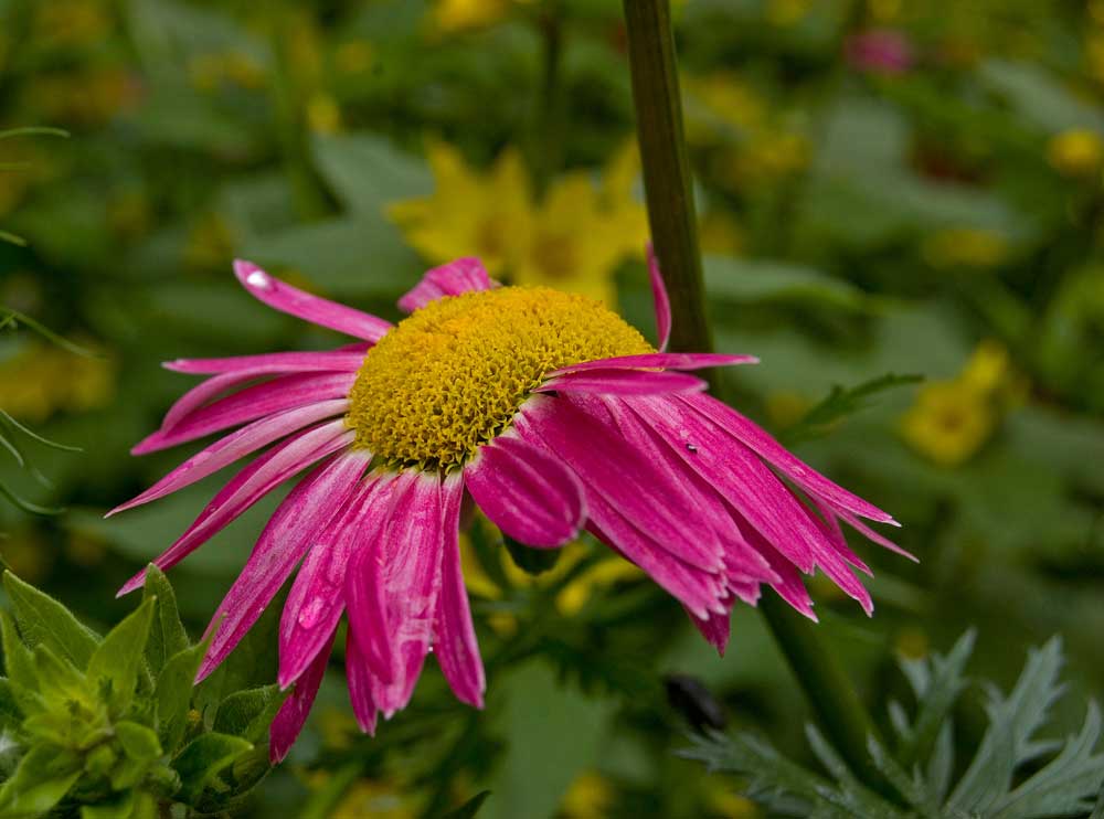 Image of Pyrethrum coccineum specimen.