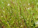 Epilobium pseudorubescens