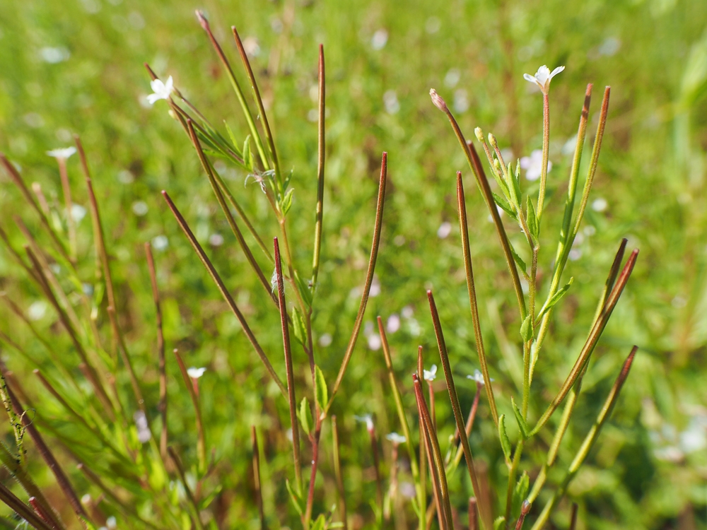 Image of Epilobium pseudorubescens specimen.