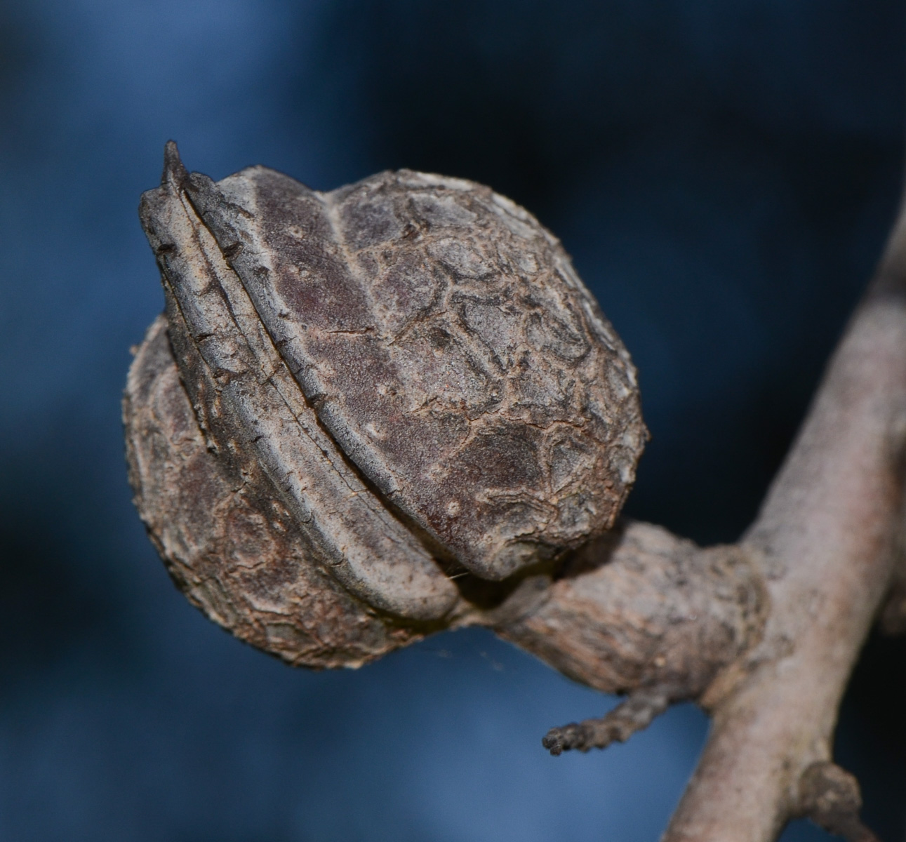 Image of Hakea multilineata specimen.