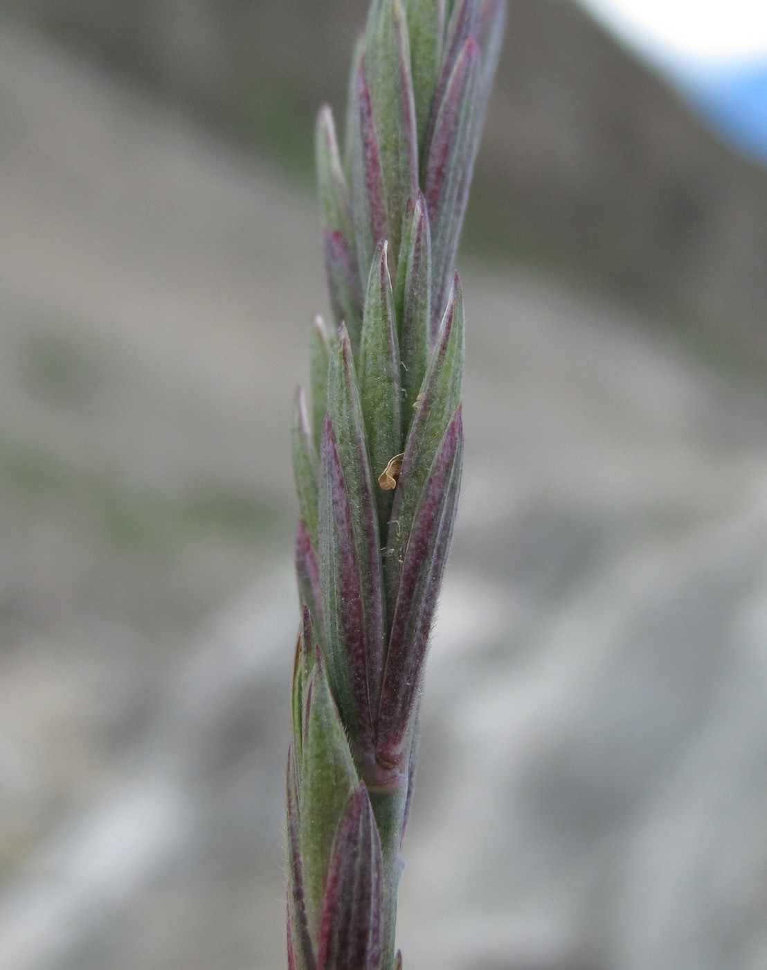 Изображение особи Elymus buschianus.