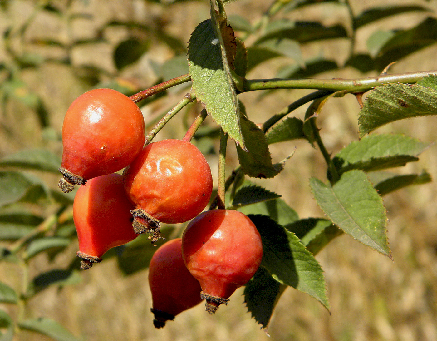 Image of Rosa kalmiussica specimen.